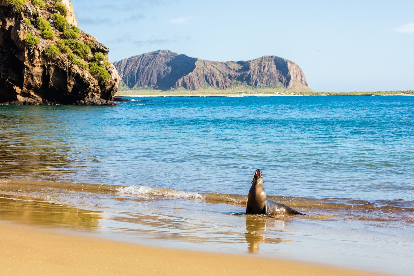 The Galápagos Sea Lion (Zalophus wollebaeki): San Cristóbal's Ambassador