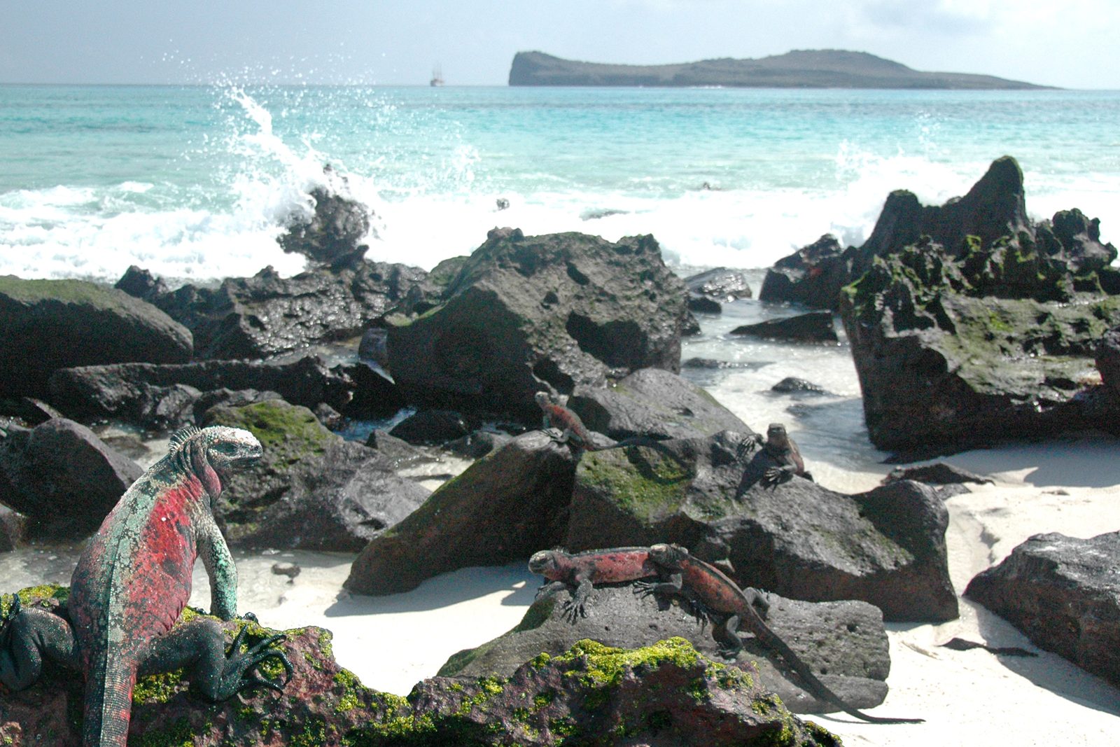 Gardner Bay: Española's White Beach of Sea Lions