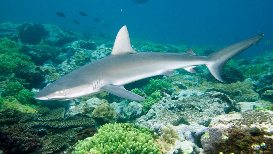 The Galápagos Shark (Carcharhinus galapagensis) at Kicker Rock