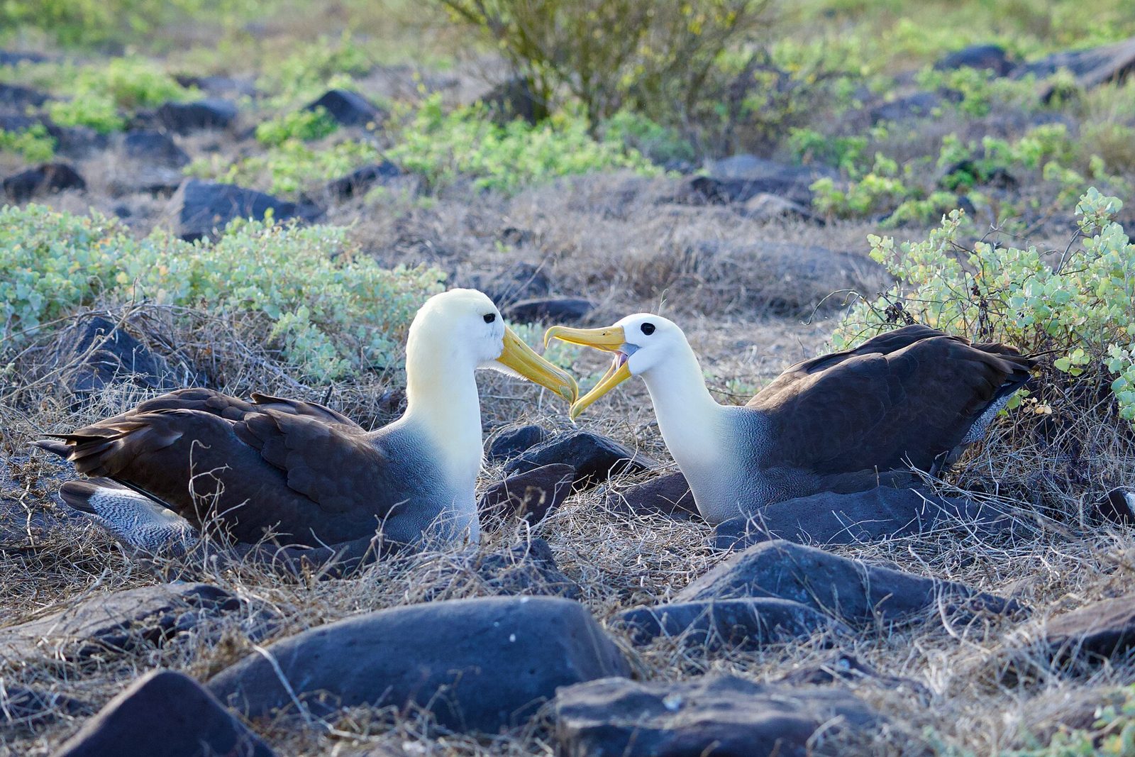 The Waved Albatross (Phoebastria irrorata): Española's Giant