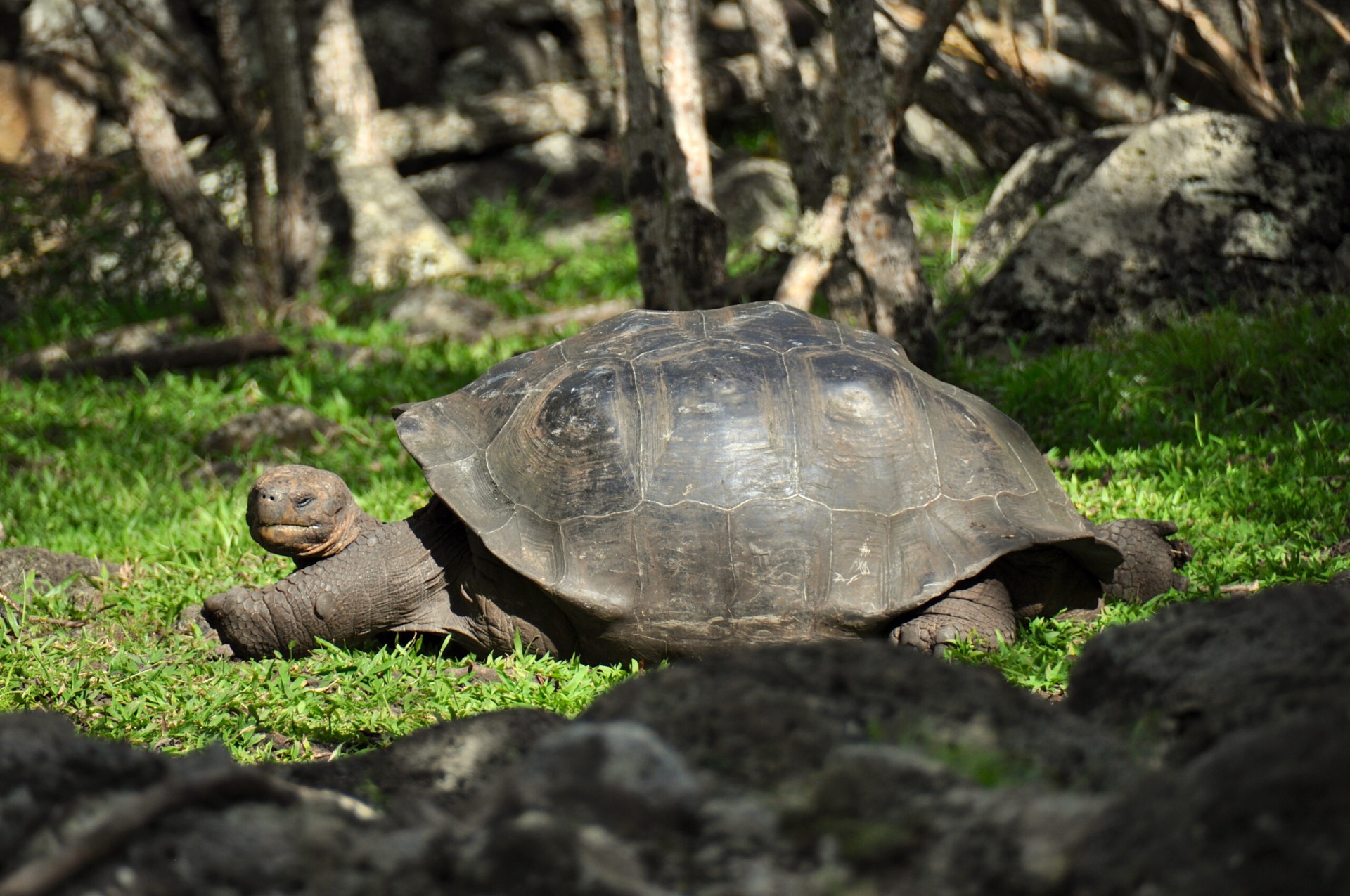 Galápagos giant tortoise in the highlands