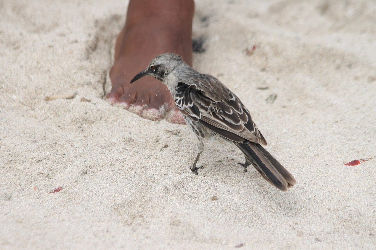 The Española Mockingbird (Mimus macdonaldi): The Bird With No Fear