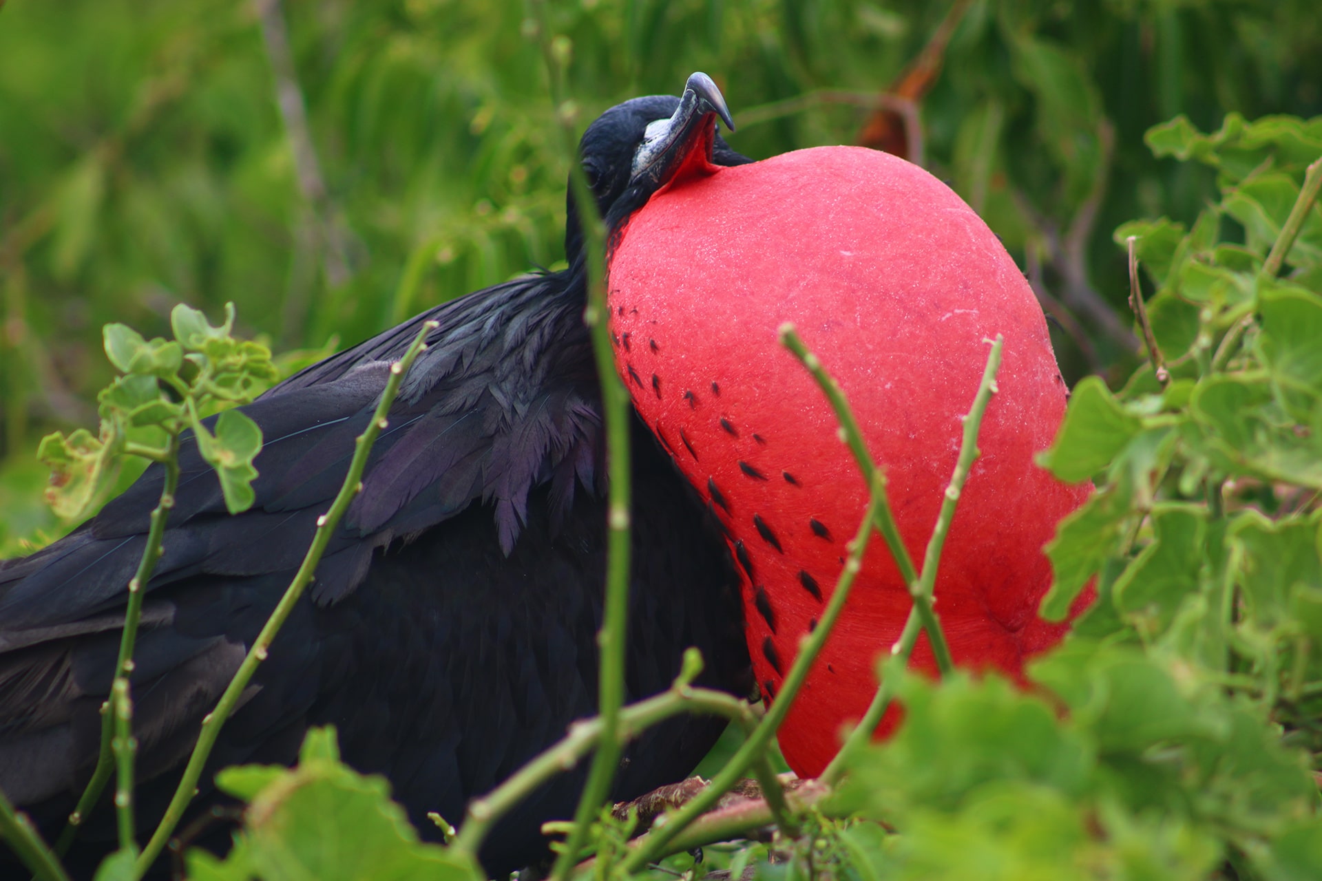 Frigate bird on Isla Lobos, Galápagos