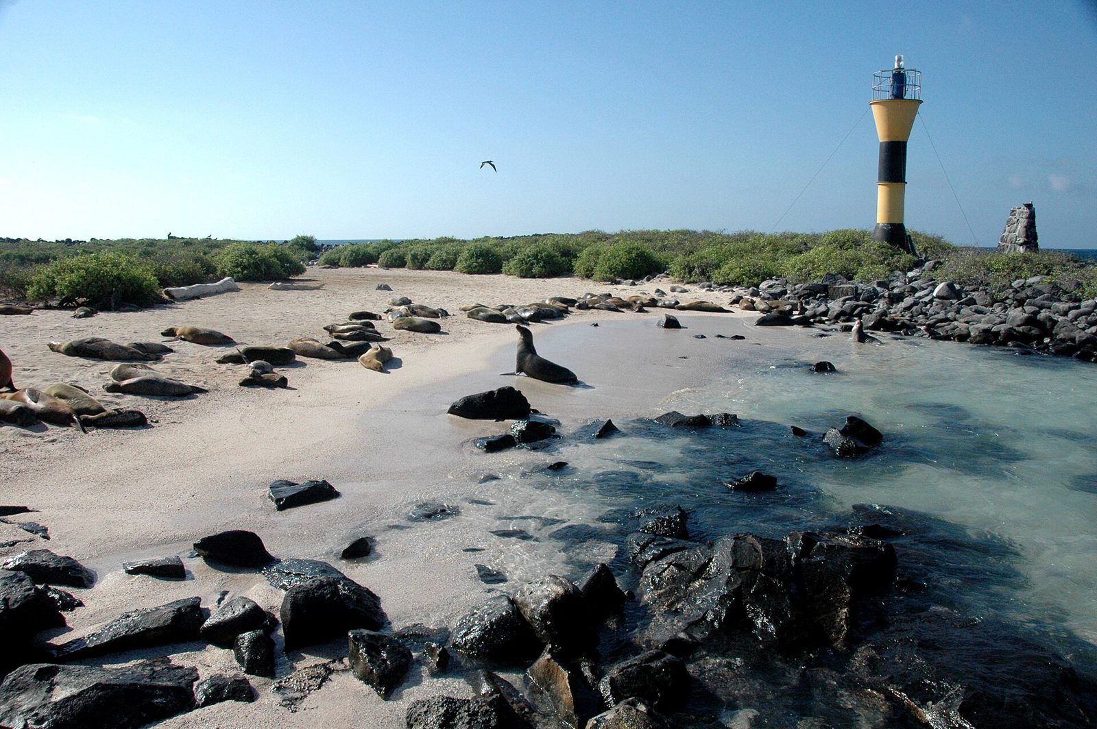 Punta Suárez and its Blowhole: Española's Wild Lava Coast
