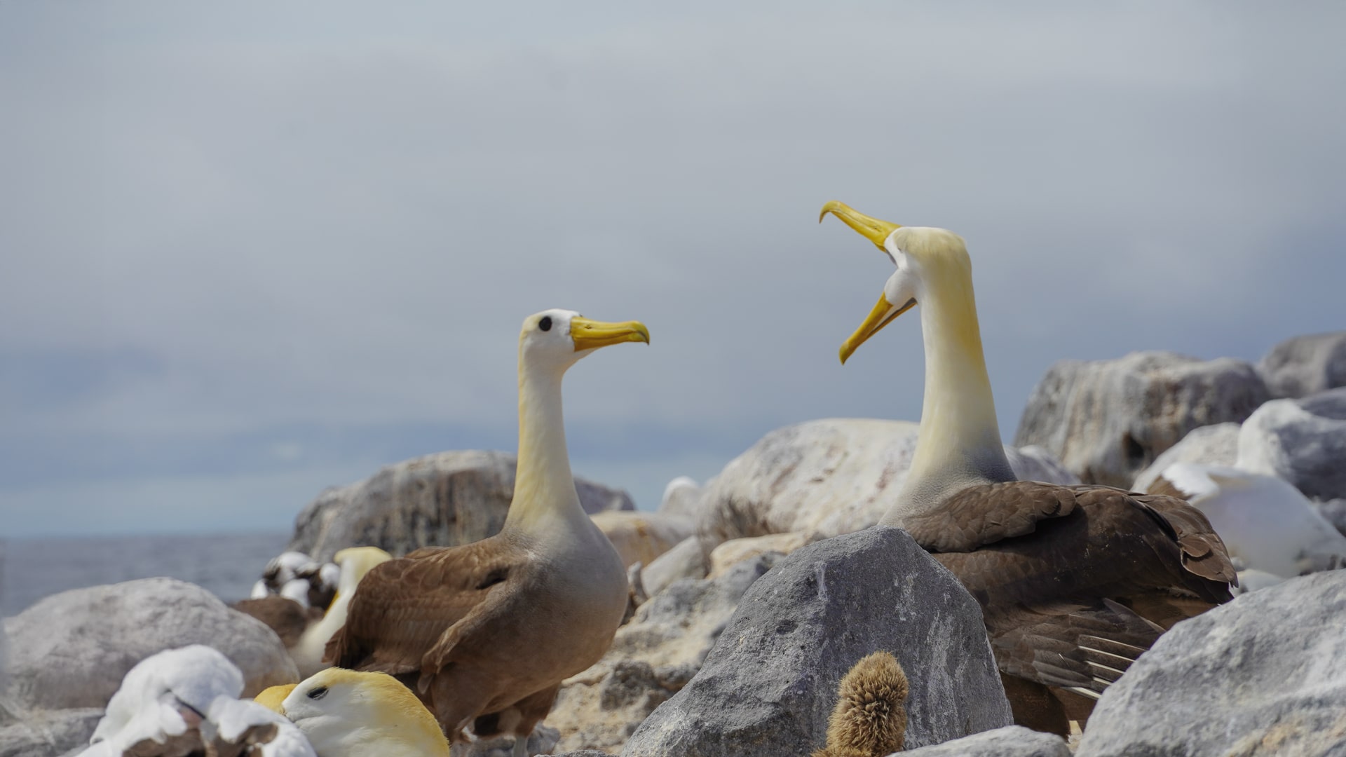 Blue-footed booby and waved albatross