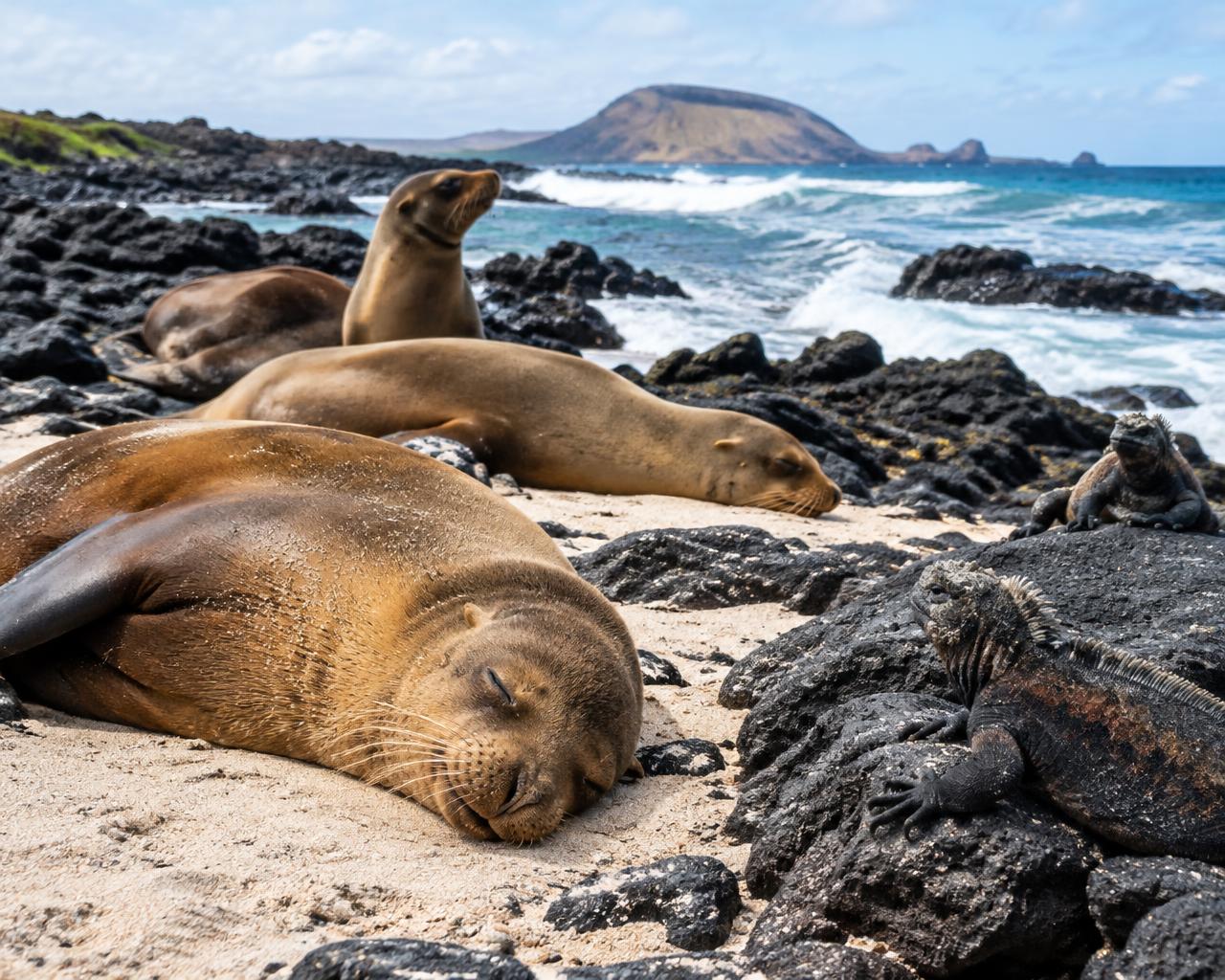 Sea lions and marine iguanas at La Lobería, San Cristóbal